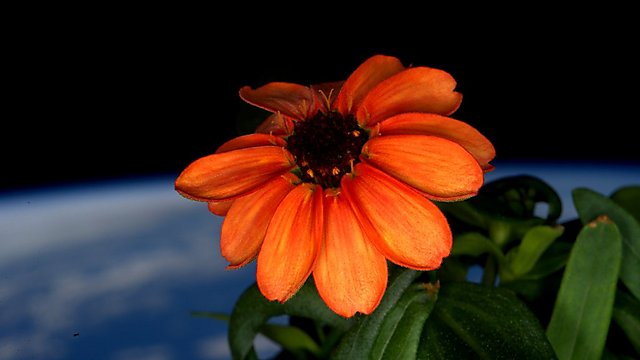 Flower grown aboard the ISS (Photo: Scott Kelly)