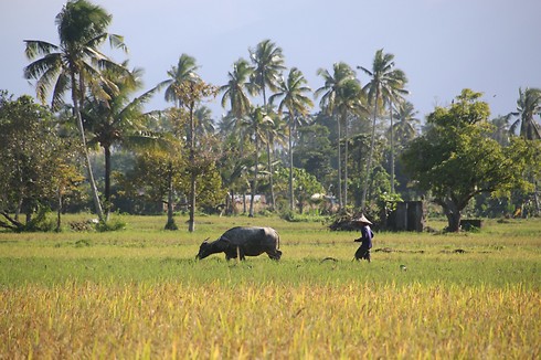 שדות אורז בתקופת הקציר  (צילום: סיגל יושע) (צילום: סיגל יושע)