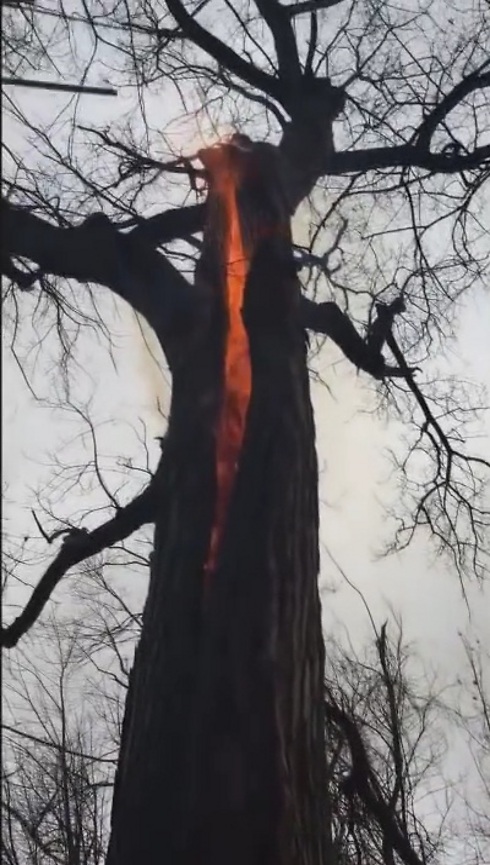 נא לא לחבק - עץ השטן (צילום: מתוך יוטיוב) (צילום: מתוך יוטיוב)