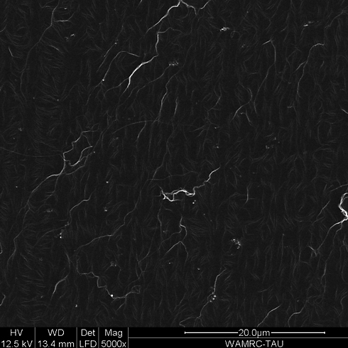 צילום מיקרוסקופי של הסיבים (צילום: יח"צ) (צילום: יח