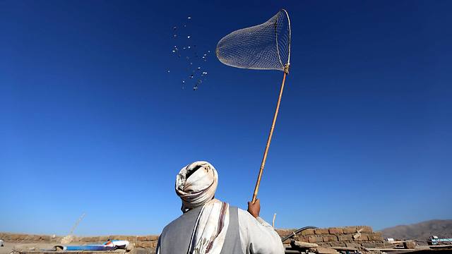 תושב אפגני משגיח על יוני המחמד שלו באפגניסטן (צילום: EPA) (צילום: EPA)