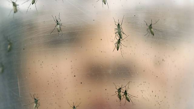 היתושים שמעבירים את הנגיף "זיקה" (צילום: AP) (צילום: AP)
