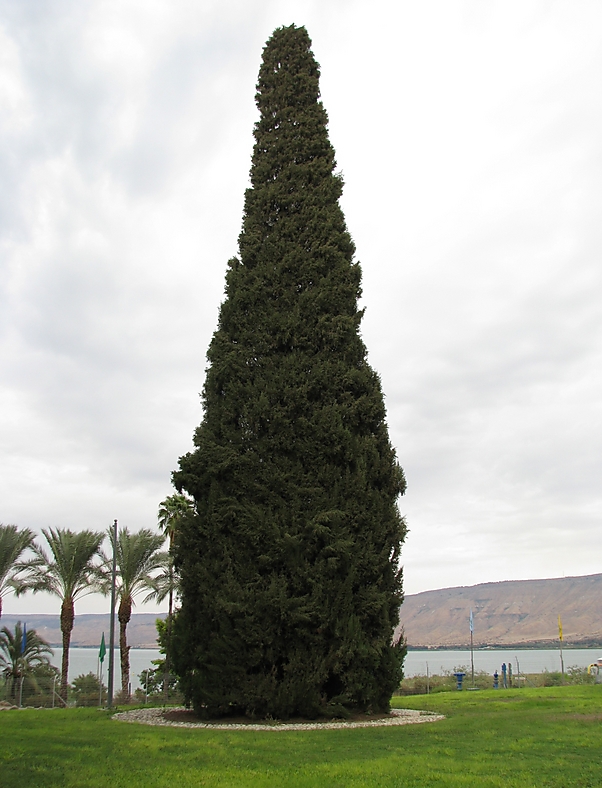 עץ ברוש בדגניה (צילום: ישראל גלון, משרד החקלאות)