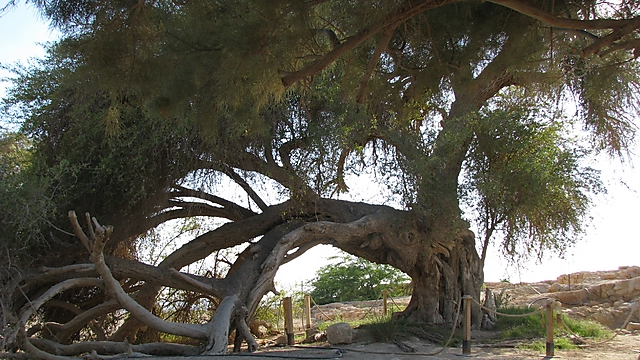 עץ השיזף בעין חצבה (צילום: ישראל גלון, משרד החקלאות) (צילום: ישראל גלון, משרד החקלאות)
