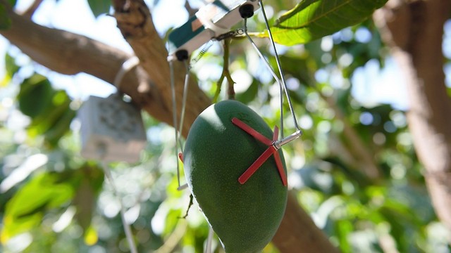 חיישן גודל פרי במטע מנגו (צילום: ליים שמש ) (צילום: ליים שמש )