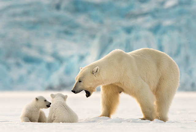דובת קוטב ושני גורים (צילום: רועי גליץ)