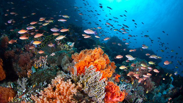 אלמוגים בשלל צבעים (צילום: shutterstock) (צילום: shutterstock)