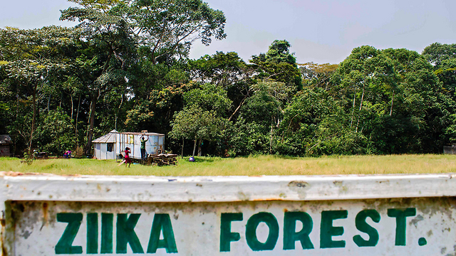היער באוגנדה. רק מעטים חוששים (צילום: AFP) (צילום: AFP)