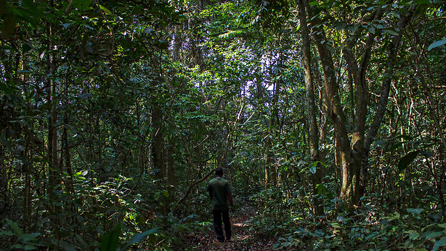 יער זיקה. יותר מ-60 סוגי יתושים (צילום: AFP) (צילום: AFP)