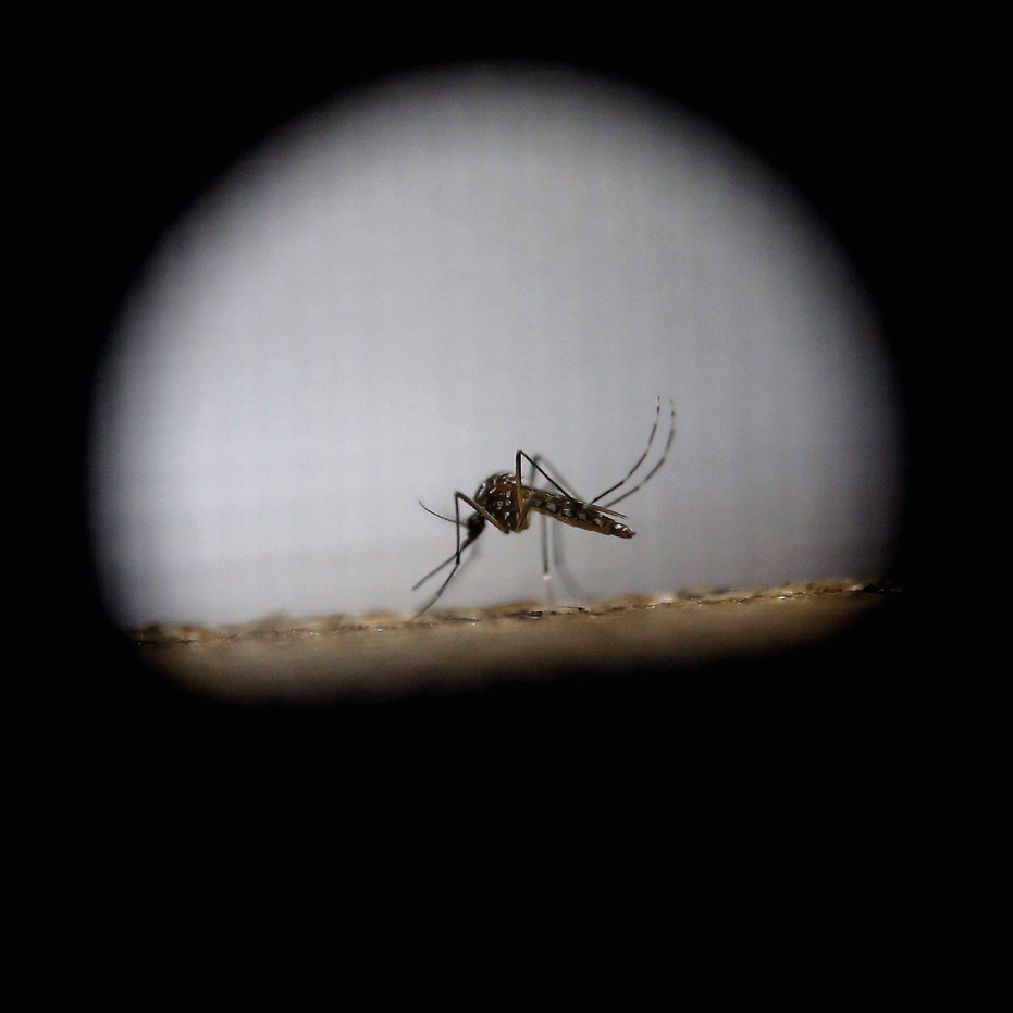 יתוש מזן אדס מצרי שגורם למחלה