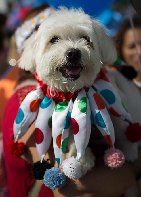 גם הכלבים התחפשו בחגיגות הקרנבל בריו דה ז'ניירו, ברזיל (צילום: AP) (צילום: AP)