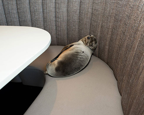 גורת אריה ים בת שמונה חודשים נמצאה במסעדה למאכלי ים בלה הויה, קליפורניה (צילום: רויטרס) (צילום: רויטרס)