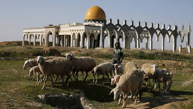 A Palestinian boy herds sheep in front of the ruins of Yasser Arafat International Airport (Photo: Reuters)