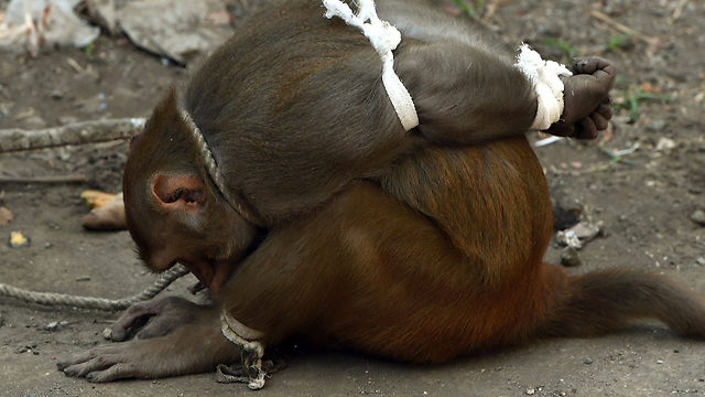 הקוף הכפות במומבאי לפני שנתיים (צילום: AFP) (צילום: AFP)