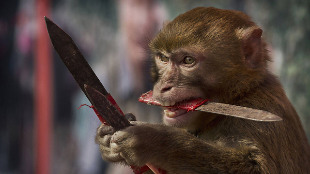 מופע נפוץ בירידים: קופים תופסים סכינים ורוכבים על אופניים (צילום: gettyimages) (צילום: gettyimages)