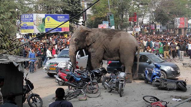 פיל משתולל בהודו. ארכיון (צילום: EPA) (צילום: EPA)