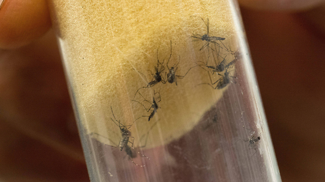 יתושים המעבירים את נגיף הזיקה (צילום: EPA) (צילום: EPA)
