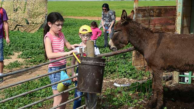 Feeding donkeys at the Pura Nature Reserve (Photo: Herzl Yosef)