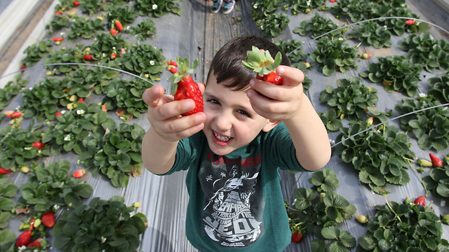 Strawberry fields in Hod HaSharon (Photo: Avi Mualem)