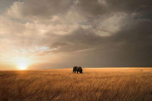 פיל בודד צועד צעדים ראשונים בתחילת יום חדש במסאי מארה בקניה (צילום: Björn Persson  Africa Geographic Photographer of the Year 2016) (צילום: Björn Persson  Africa Geographic Photographer of the Year 2016)