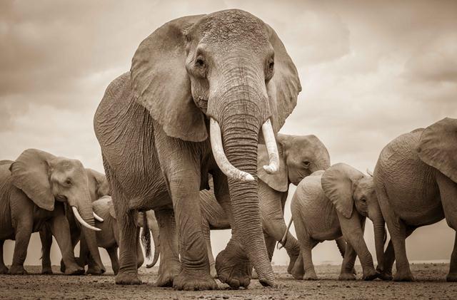 משפחת פילים חוצה אגם יבש בקניה (צילום: Sam Stogdale  Africa Geographic Photographer of the Year 2016) (צילום: Sam Stogdale  Africa Geographic Photographer of the Year 2016)