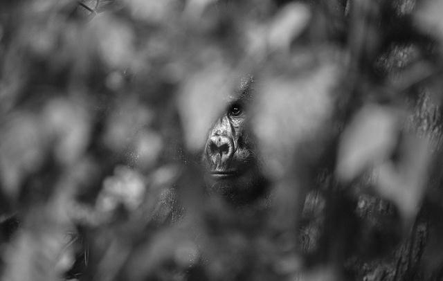גורילת הרים מציצה מסבך היער בווינדי באוגנדה (צילום: Jo Currie  Africa Geographic Photographer of the Year 2016) (צילום: Jo Currie  Africa Geographic Photographer of the Year 2016)