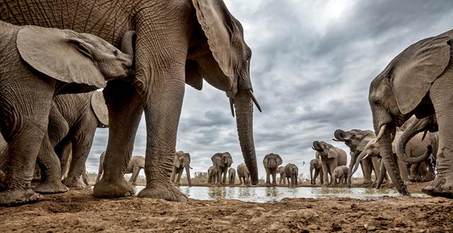 פילים מגיעים ללגום מים בבוצואנה (צילום: Jay Collier  Africa Geographic Photographer of the Year 2016) (צילום: Jay Collier  Africa Geographic Photographer of the Year 2016)