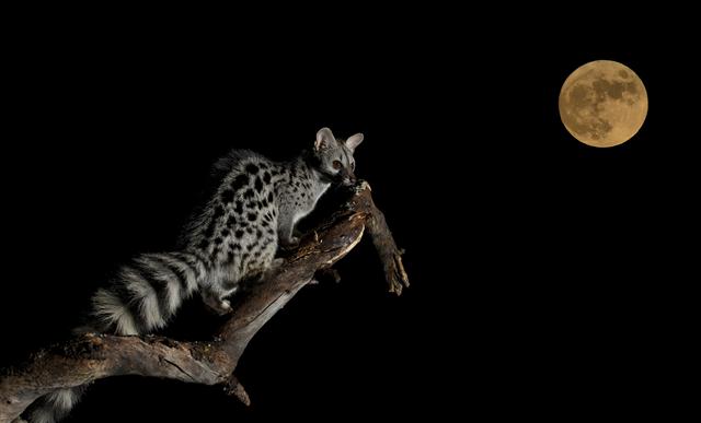 גחן מנוקד בדרום אפריקה על רקע הירח (צילום: Javier Villegas  Africa Geographic Photographer of the Year 2016) (צילום: Javier Villegas  Africa Geographic Photographer of the Year 2016)
