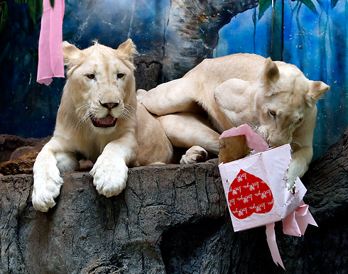 בתאילנד קיימו טקס נישואים בין אריה ללביאה. כי גם לחיות מגיע (צילום: EPA) (צילום: EPA)