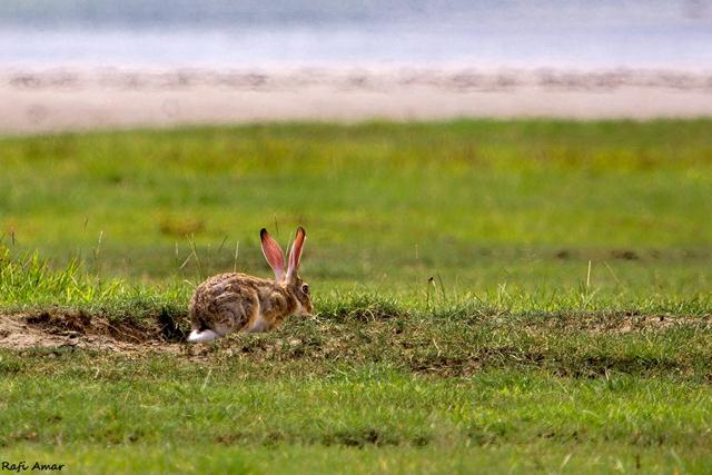 ארנבת שדה בטנזניה (צילום: רפי עמר) (צילום: רפי עמר)