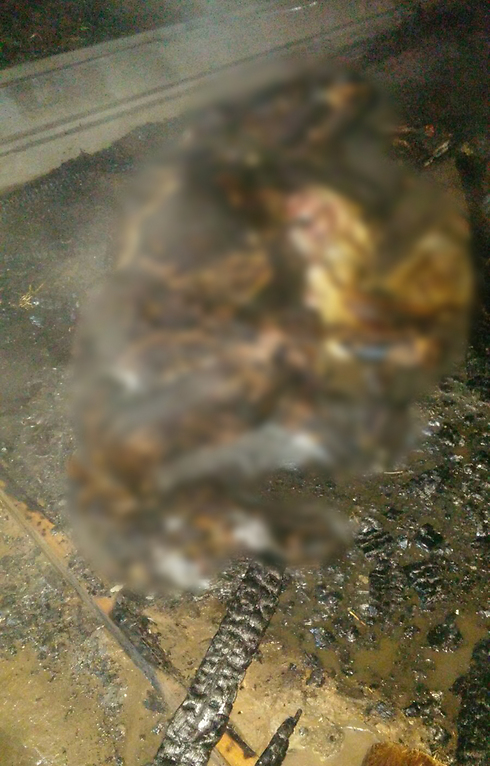 אחד הסוסים שנשרפו למוות (צילום: דוברות כיבוי והצלה תחנת נתניה) (צילום: דוברות כיבוי והצלה תחנת נתניה)