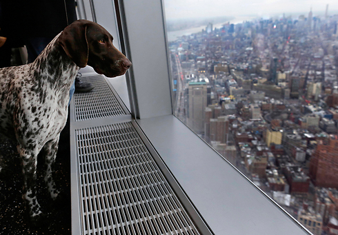 סי.ג'יי, הזוכה בתחרות כלבים יוקרתית, משקיף מהחלון על ניו יורק (צילום: AP) (צילום: AP)