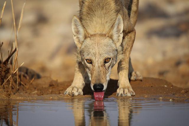 זאב שותה מים בעזוז (צילום: צביקה שיאון) ()