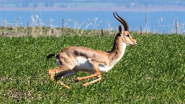Antelope running in the area near Kefar Hittim (Photo: AFP)