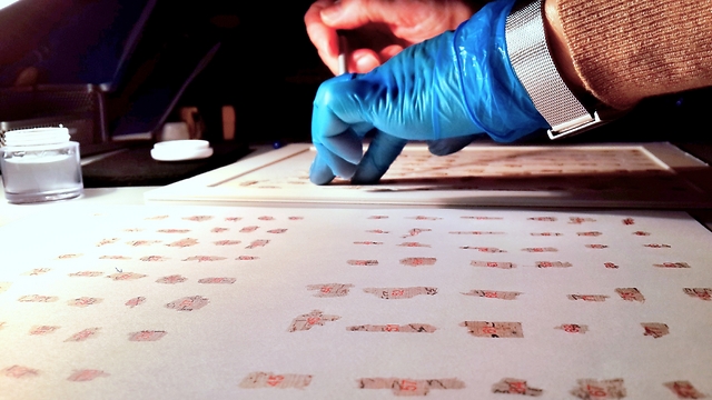 אלפי קטעי המגילות העתיקות- משולחן השימור אל השולחן הווירטואלי (צילום: שי הלוי, באדיבות רשות העתיקות) (צילום: שי הלוי, באדיבות רשות העתיקות)