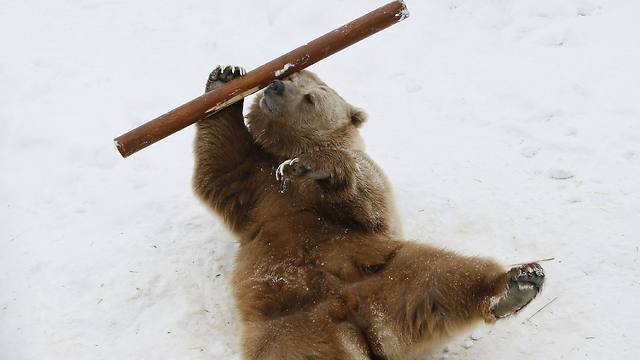 דוב בסיביר. גם זה מחכה שם (צילום: רויטרס) (צילום: רויטרס)