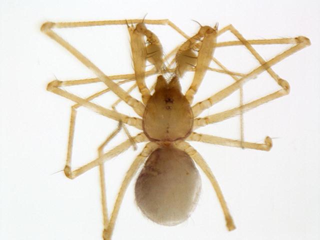 מבט מכיוון גבי על העכביש - ניתן להתרשם מהרגליים הארוכות והדקות של העכביש, ומששת העיניים (צילום: אפרת גביש-רגב) (צילום: אפרת גביש-רגב)