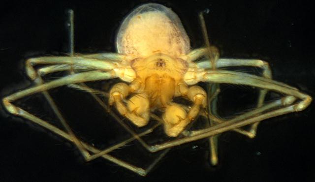עכביש זכר ממשפחת לפְּטוֹנֶטידה מהמין קָאטָאלֶפְּטוֹנֶטַה אֶדֵנְטוּלָה (צילום: אפרת גביש-רגב) (צילום: אפרת גביש-רגב)