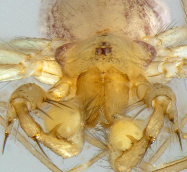 מבט מכיוון קדמי על העכביש- ניתן להתרשם מהבחנינים בעלי הקוצים של העכביש, ומששת העיניים (צילום: אפרת גביש-רגב) (צילום: אפרת גביש-רגב)