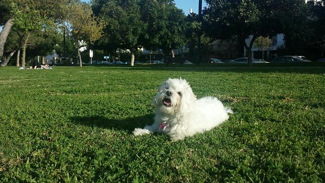הכלבה אמה נהנית מיום של שמש בפארק הירקון בתל אביב (צילום: בקי עזרן) (צילום: בקי עזרן)