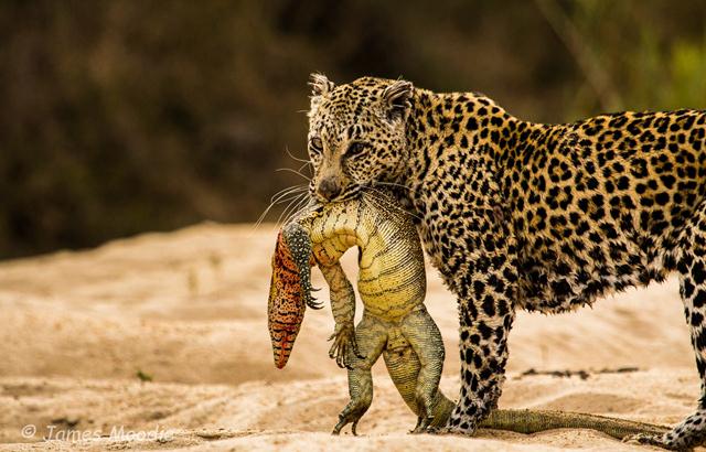 נמר מצולק עם כוח בדרום אפריקה (צילום: ©James Craig Moodie) (צילום: Africa Geographic Photographer of the Year 2016 ) (צילום: Africa Geographic Photographer of the Year 2016 )
