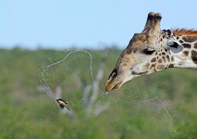 זרזיר בקר צהוב רגל זוכה למקלחת בלתי צפוייה מג'ירפה בפארק הלאומי קרוגר בדרום אפריקה (צילום: ©Lisl Moolman) (צילום: Africa Geographic Photographer of the Year 2016 ) (צילום: Africa Geographic Photographer of the Year 2016 )
