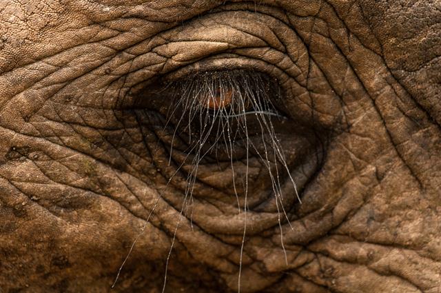 תקריב לעין של פיל אפריקאי בדרום אפריקה (צילום:  ©Justin Pringle) (צילום: Africa Geographic Photographer of the Year 2016 ) (צילום: Africa Geographic Photographer of the Year 2016 )