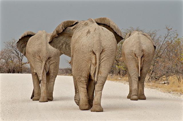 פילים בפארק הלאומי אטושה בנמיביה (צילום: ©Yael Graicer) (צילום: Africa Geographic Photographer of the Year 2016 ) (צילום: Africa Geographic Photographer of the Year 2016 )