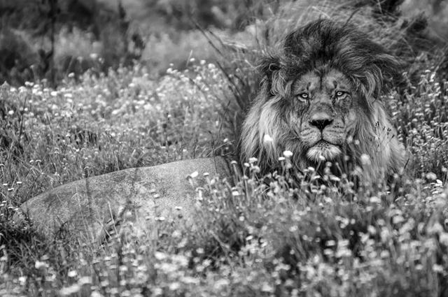 אריה נח בדרום אפריקה בשמורה מוגנת (צילום: ©Mark Winckler) (צילום: Africa Geographic Photographer of the Year 2016 ) (צילום: Africa Geographic Photographer of the Year 2016 )