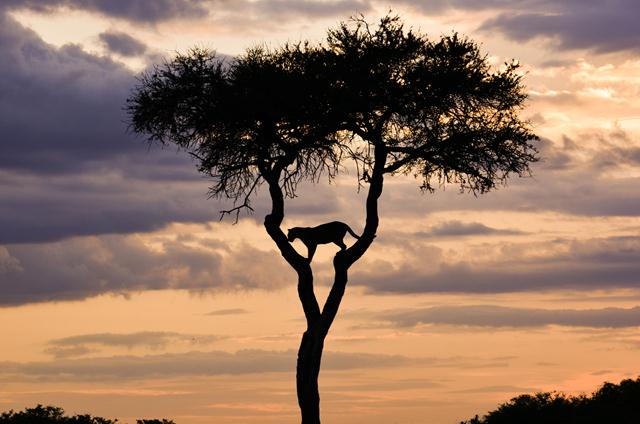 נמר על עץ בקניה (צילום: savan malde) (צילום: Africa Geographic Photographer of the Year 2016 ) (צילום: Africa Geographic Photographer of the Year 2016 )