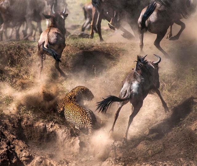 נמר מנסה לטרוף גנו במסאי מארה בקניה (צילום: ©Paolo Torchio) (צילום: Africa Geographic Photographer of the Year 2016 ) (צילום: Africa Geographic Photographer of the Year 2016 )