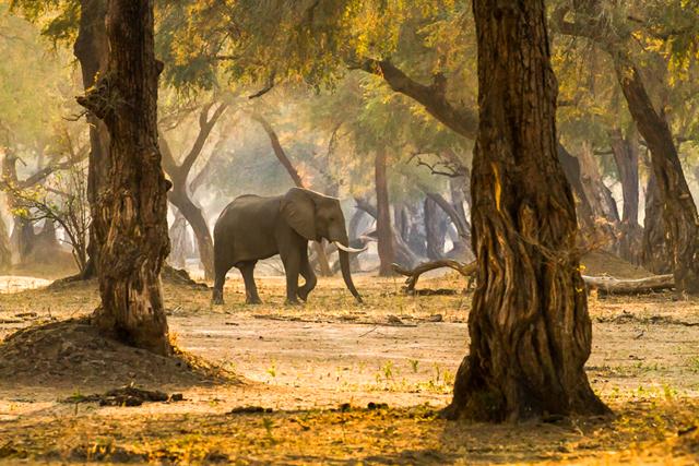 פיל ביער הקסום של זימבבואה (צילום: ©Mary K. Riggins ) (צילום: Africa Geographic Photographer of the Year 2016 ) (צילום: Africa Geographic Photographer of the Year 2016 )