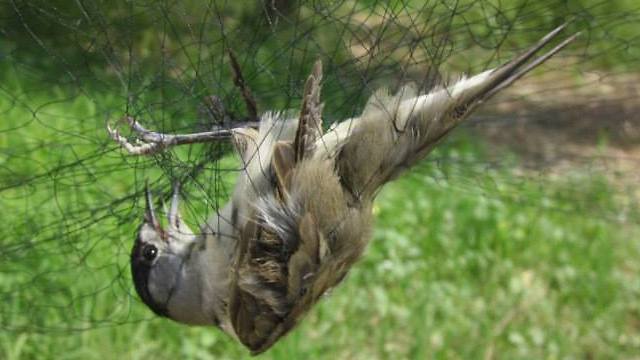 ציפור שיר במלכודת בקפריסין (צילום: יהונתן מירב, החברה להגנת הטבע) (צילום: יהונתן מירב, החברה להגנת הטבע)