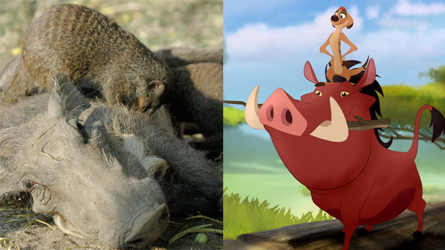 טימון ופומבה בסרט "מלך האריות" ומצד שמאל, נמיה מפוספסת עם חזיר יבלות באוגנדה (צילום: A.Plumptre, GettyImages) (צילום: A.Plumptre, GettyImages)